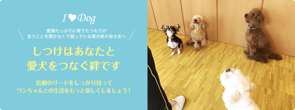 しつけはあなたと愛犬をつなぐ絆です